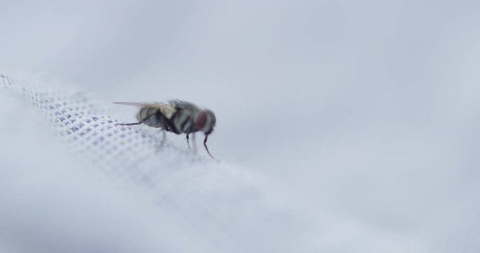 Close up, housefly on fabric