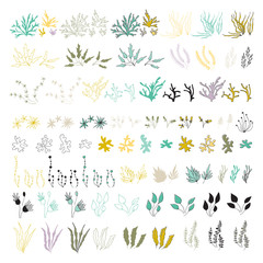 Vector set of hand drawn seaweeds