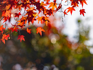 Tofukuji  is a large Zen temple in southeastMaple chaing colorern Kyoto that is particularly famous for its spectacular autumn colors.