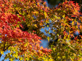 Tofukuji  is a large Zen temple in southeastMaple chaing colorern Kyoto that is particularly famous for its spectacular autumn colors.