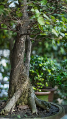 Bonsai tree
