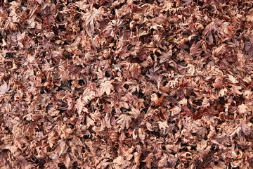 地面に落ちた紅葉