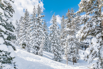 Fototapeta na wymiar Pine trees covered in snow, winter landscape