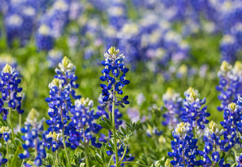 Obraz premium Texas Bluebonnet (Lupinus texensis) Closeup