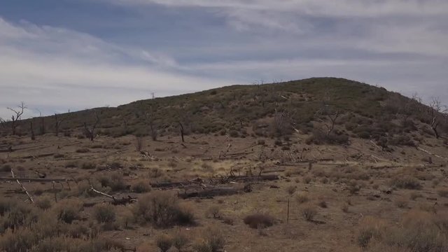 Forest Fire Damage (2003 Cedar Fire, San Diego, CA)