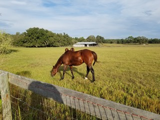 Naklejka premium horse grazing