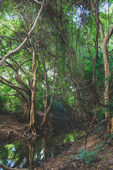 Mangrove forest in Sri Lanka