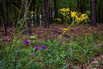wildflowers in the forest