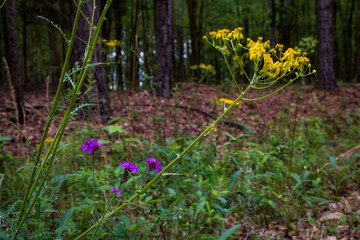 wildflowers in the forest