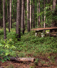 old picnic table in the forest
