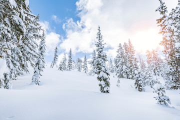 Fototapeta na wymiar Pine trees covered in snow, winter landscape