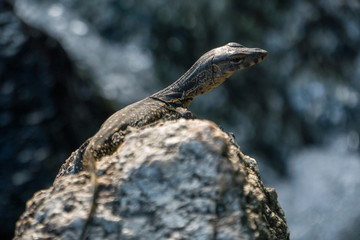 Little Cub of Monitor Lizard on the stone near a waterfall