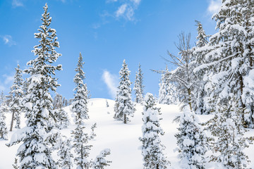 Pine trees covered in snow, winter landscape