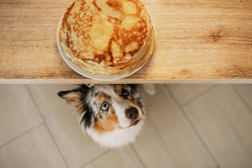 dog looking at food. The Australian shepherd is waiting for pancakes. Pet eating © Anna Averianova