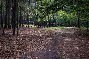 dirt path in the forest