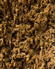 Background texture of a termite mound Bark