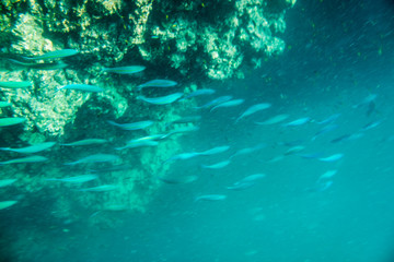 Mackerel fish underwater