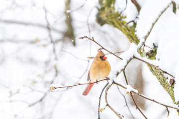 Closeup of one fluffed, puffed up orange, red female cardinal bird perched on sakura, cherry tree branch, trunk covered in falling snow with buds during heavy snowing, snowstorm, storm in Virginia