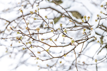 Closeup of sakura, cherry blossom tree buds on branches in spring, springtime covered in snow at snowstorm, storm, snowing, falling snowflakes against white background
