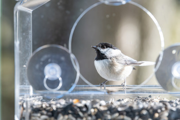 Closeup of chickadee bird sitting, perched on plastic glass window feeder perch, sunny day, looking, curious during heavy snow, snowing, snowstorm on sunny day, sunflower seeds, Virginia