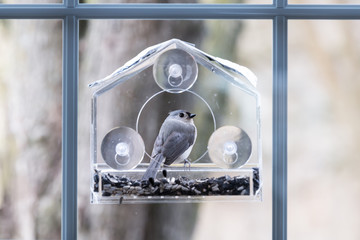 Closeup of tufted titmouse back perched on plastic window bird feeder perch on suction cups with sunflower seeds, peanut nuts, looking, eye during snow, snowing, Virginia