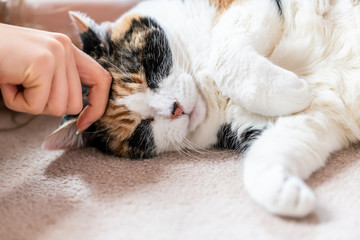Closeup portrait of one sleepy, sleeping calico cat face, head, side lying on carpet floor in house, home room, closed eyes, woman, female hand petting head, paws
