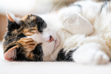 Closeup ground level, low angle view portrait of one sleepy, sleeping calico cat face, head, side lying on carpet floor in house, home room, closed eyes, paws up, dreaming