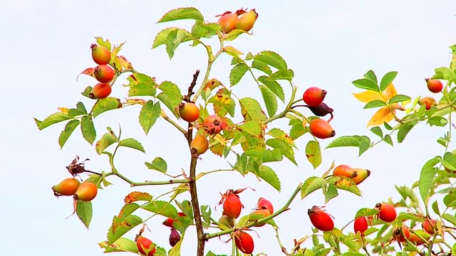 Ripe red hips of a Rosa canina. Rosa canina hips hanging on the branches in nature