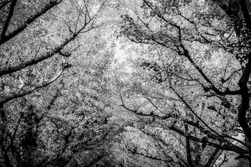 モノトーンのイチョウの木々