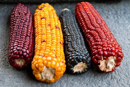 Multi color dried corn agriculture product from Guatemala. Zea mays.