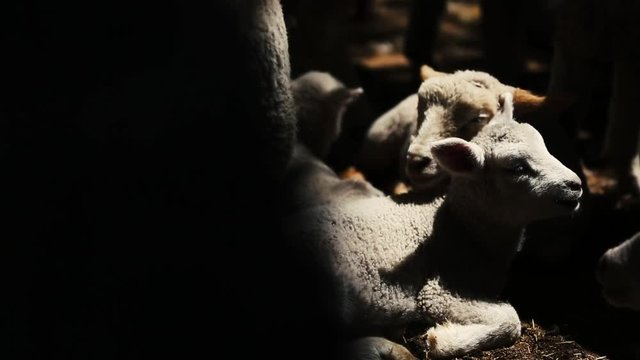 Baby Lamb in Barn