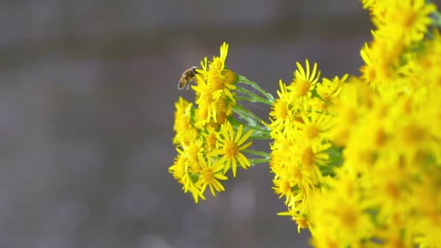 A nice close up of a bee coming in to land