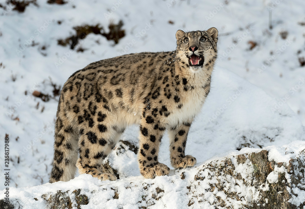 Poster Snow Leopard in winter