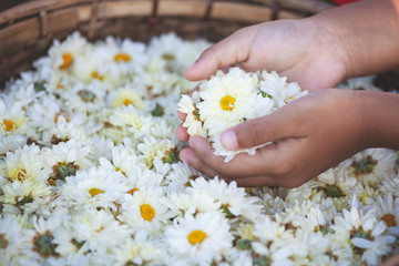Child holding beautiful flowers in the basket of flower