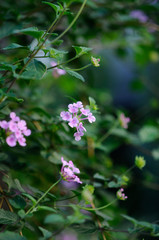 ピンクの小花　ランタナ