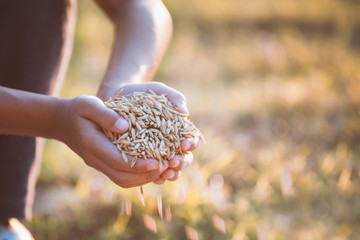 Paddy rice in child hand in the rice harvest field