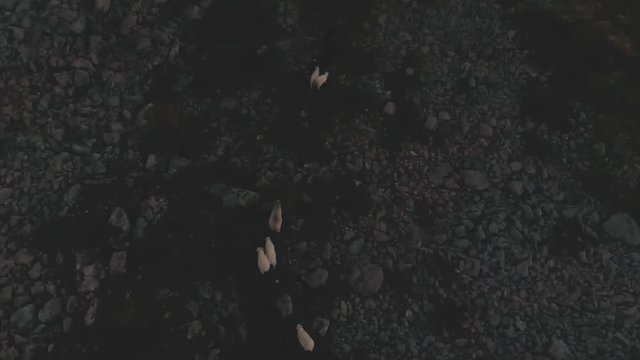 Drone shot of a herd of sheeps walking on top of a mountain