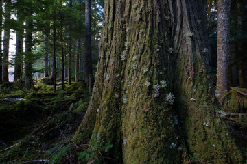 Mount Ranier National Park, WA, USA. 