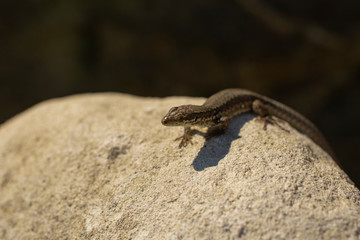 The sand lizard (Lacerta agilis) is a lacertid lizard. An old lizard resting on a rock on a Sunny day. The wise reptile, enjoy the passing life.