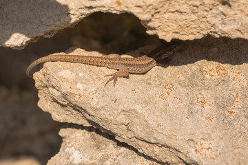 The sand lizard (Lacerta agilis) is a lacertid lizard. An old lizard resting on a rock on a Sunny day. The wise reptile, enjoy the passing life.