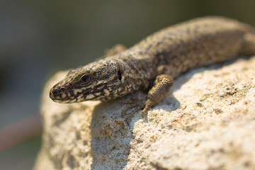 The sand lizard (Lacerta agilis) is a lacertid lizard. An old lizard resting on a rock on a Sunny day. The wise reptile, enjoy the passing life.