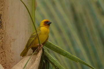 Masked weaver