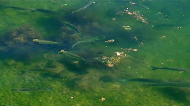 Mugil Fish are feeding on the surface of the sea