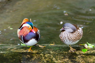 Male and female mandarin ducks on water stream, love of  Aix galericulata