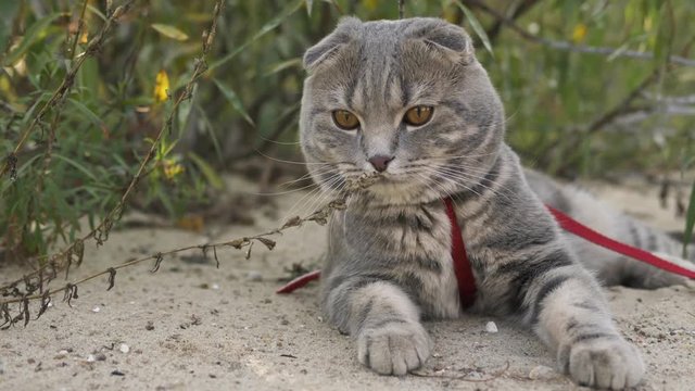 Gorgeous curious scottish fold grey tabby cat on a leash enjoying nature on the green grass warm evening outdoors