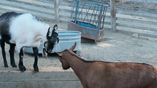 Slow motion wide shot as two goats butt heads and push each other around.