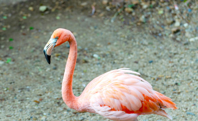 pink Flamingos (Phoenicopteridae)