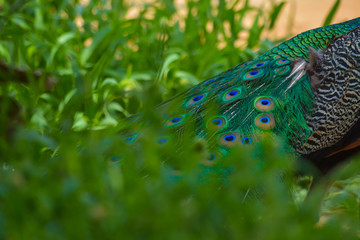 Naklejka premium peacock