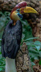 Rainbow Hued Plumage on a Sulawesi Knobbed Hornbill in a Tree