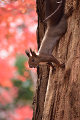 真っ赤な紅葉をバックにエゾリス